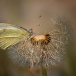 dandelion