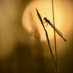 dragonfly_sun